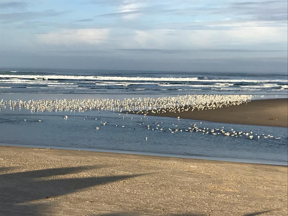 Hotel Webb'S Scenic Surf Cannon Beach Exteriér fotografie